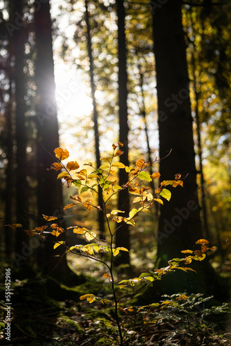 Arbustre en automne en contre-jour dans la forêt © Olivier Rapin