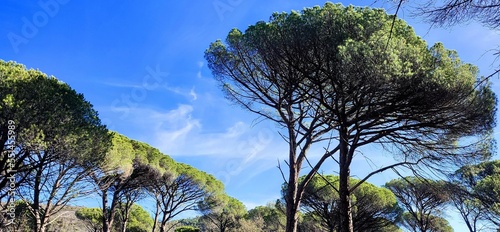trees and sky