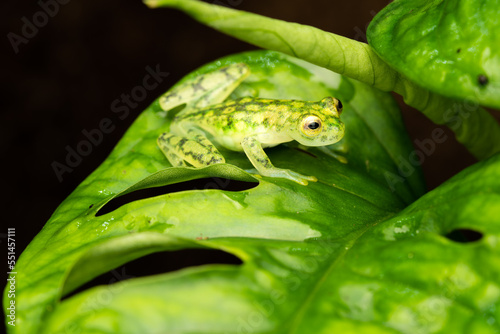 Female reticulated glass frog full of eggs on a plant