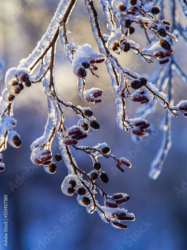 Icebound beautiful bright orange maple leaf afterthe cyclone photo