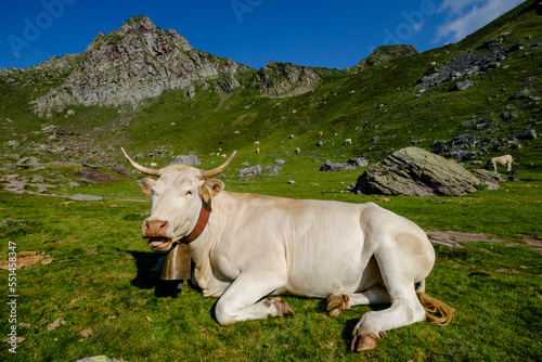 cows on lac Casterau, Ayous lakes tour, Pyrenees National Park, Pyrenees Atlantiques, France photo