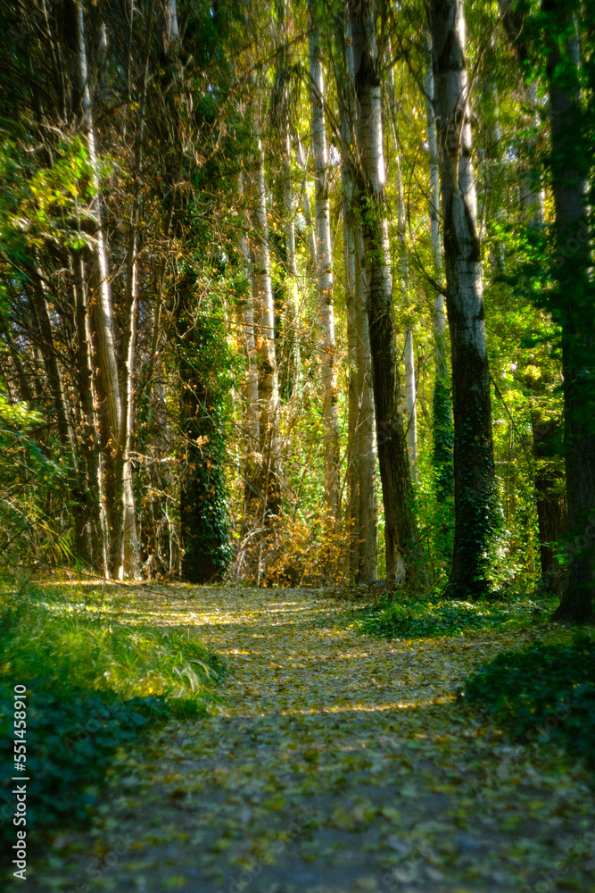 Fototapeta premium autumn forest fall spring trees