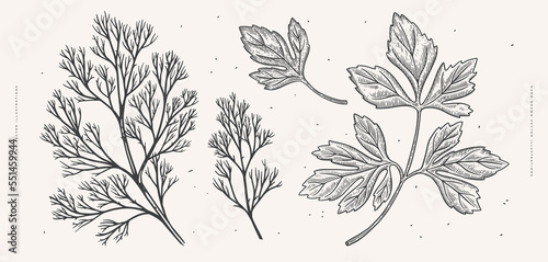 Branches of cilantro and dill on a light background isolated. Hand-drawn spicy herb for cooking. The concept of organic food. Vector botanical illustration.