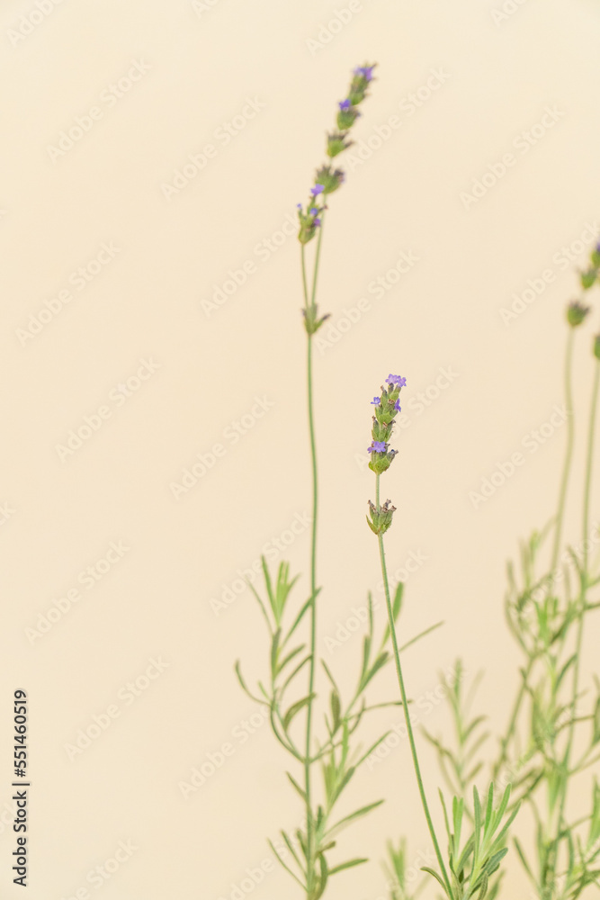 Homemade potted plant on a white and yellow background Homemade potted plant on a white and yellow background