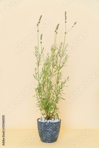 Homemade potted plant on a white and yellow background