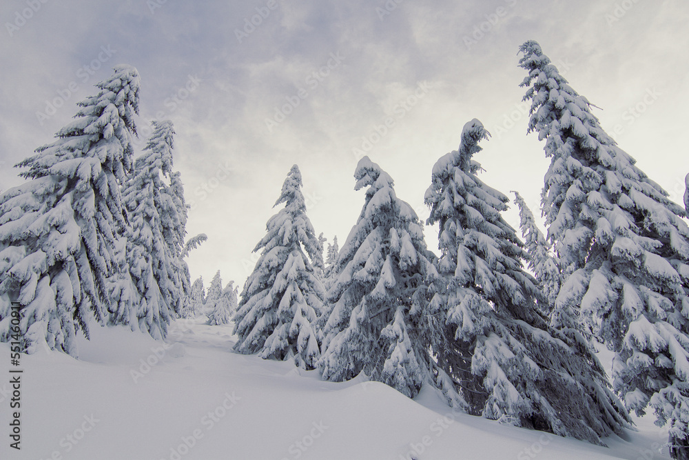 Tall conifers in winter wonderland landscape photo. Beautiful nature scenery photography with sky on background. Idyllic scene. High quality picture for wallpaper, travel blog, magazine, article