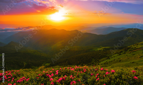 scenic summer dawn floral image, amazing mountains landscape with blooming flowers at morning sunrise, scenic nature scenery © Rushvol