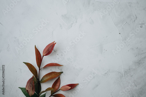 A branch of Syzygium formosanum a white background photo