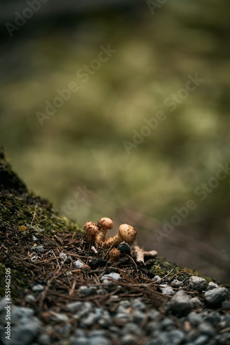 Mushrooms close up. Concept of mushroom picking in autumn.