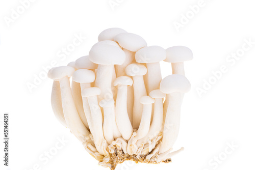 porcini shimeji mushrooms isolated