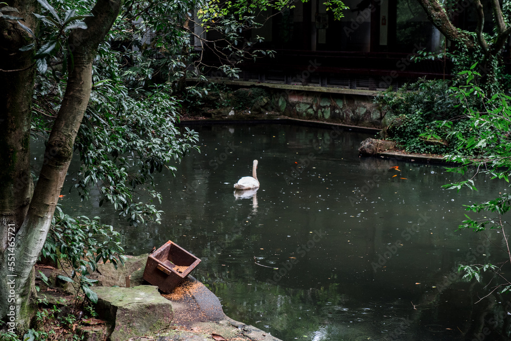 white swan swim iin the lake at the Hangzhou Zoo,dark tone