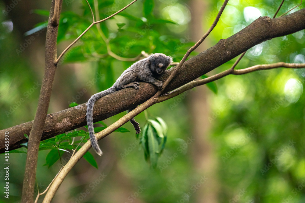 Marmoset monkey on a tree in the wild Marmoset monkey on a tree in the wild