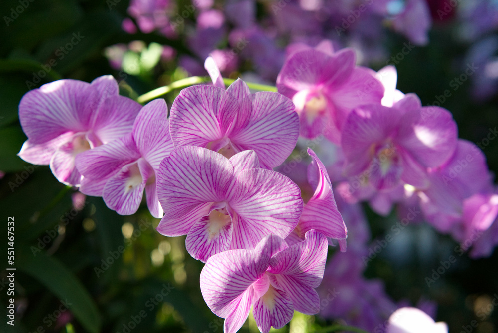 Thai orchids Thai orchids