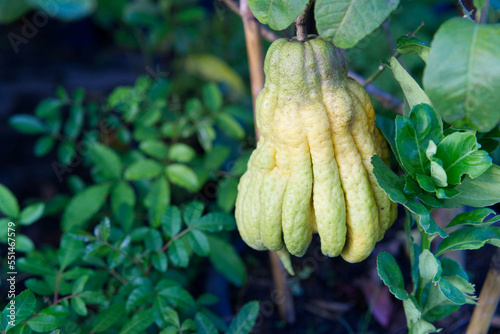 strange fruit shaped like a finger
