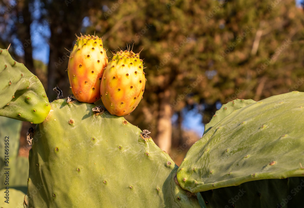 Opuntia, commonly called prickly pear or pear cactus, a genus of flowering plants in the cactus family Cactaceae Opuntia, commonly called prickly pear or pear cactus, a genus of flowering plants in the cactus family Cactaceae