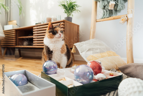 Multicolored cat pet sitting near boxes with Christmas tree decoration in light modern Scandinavian interior. Winter holidays with domestic pet at home. Selective focus.