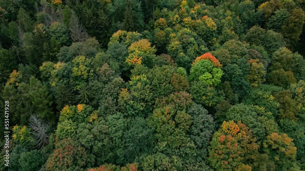 Drone flight over beautiful autumn forest in mountains. Green trees in woodland, aerial top view Drone flight over beautiful autumn forest in mountains. Green trees in woodland, aerial top view