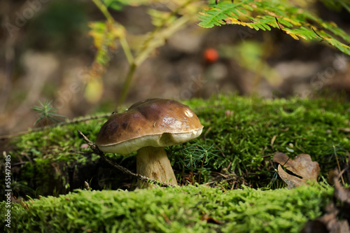 Cep or Boletus Mushroom growing in a forest