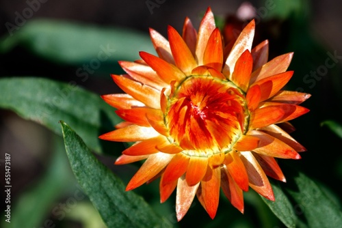 Close-up of an orange Immortelle bracts (Xerochrysum bracteatum) aster flower in a garden photo