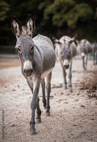 Fotografia, Obraz Vertical closeup of donkeys walking on the dusty road blurred dark background