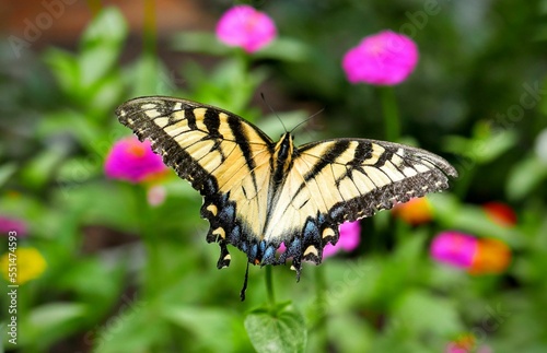 Rear closeup of an Eastern tiger swallowtail butterfly garden flowers blurred background photo