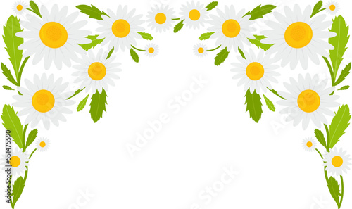 Daisy flowers banner background. Vector illustration