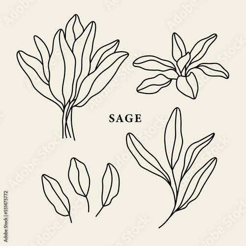 Set of line art sage branches