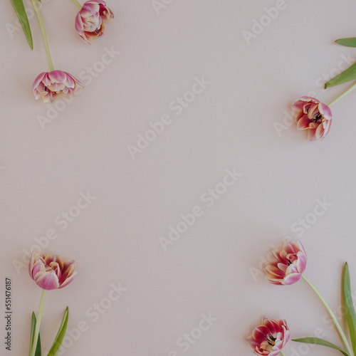 Frame of tulip flowers with blank copy space on pink background. Flat lay, top view