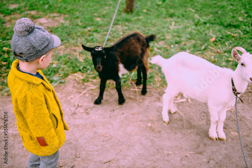 Little cute farm 2 years old boy, wearing autumn yellow coat and a cap feeding the chickens and the goat, cavy, rabbits in the countryside. Concept of friendship between children and animals