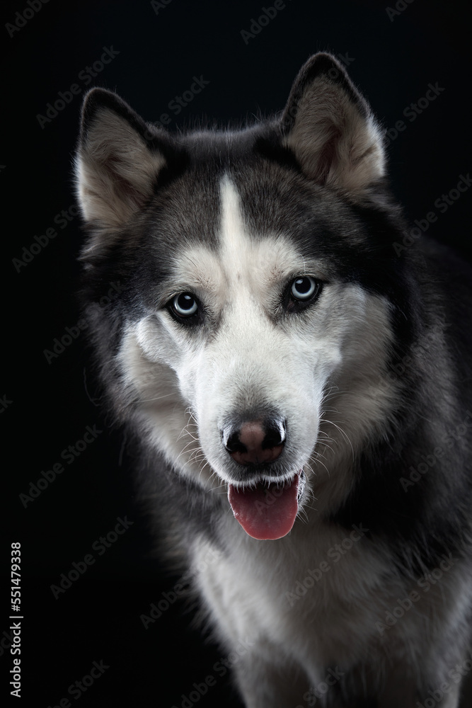funny Siberian Husky on a black background. Beautiful dog in the studio