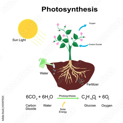 eco tree Photosynthesis biological lesson of growth plant