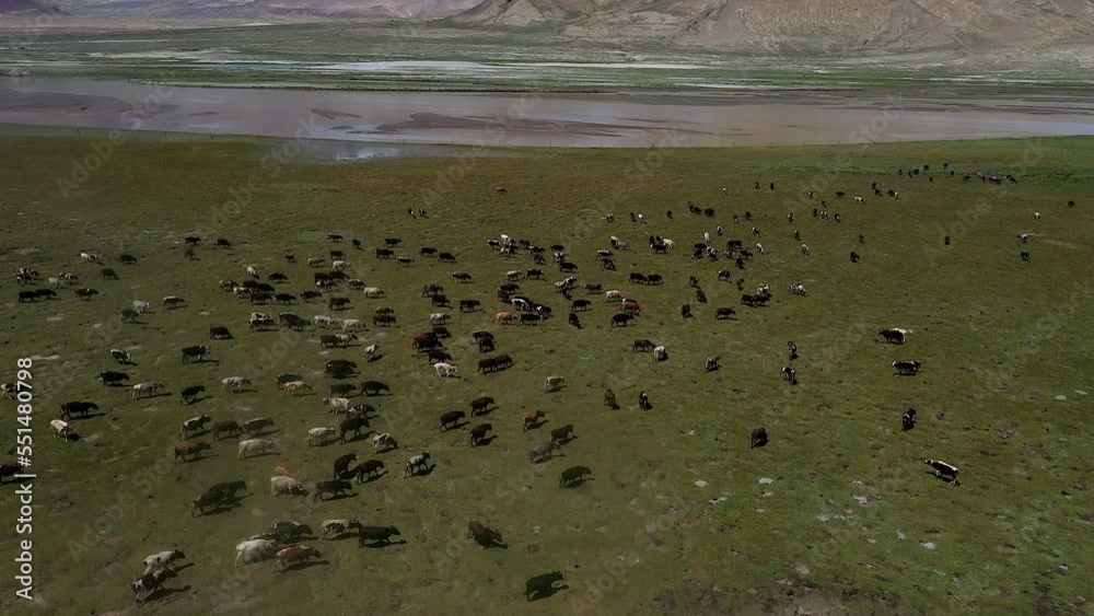 Yaks graze in the Himalayan mountains of Tibet Yaks graze in the Himalayan mountains of Tibet