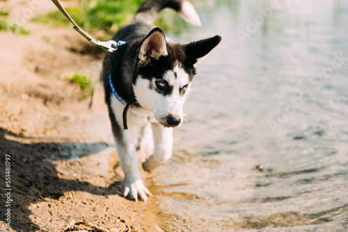 Cute siberian husky puppy dog play with water outdoors on the beach near lake at sunny summer weather