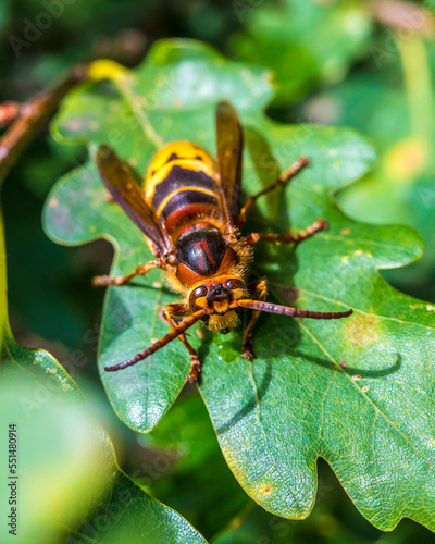 Large hornet perching on leaf photo