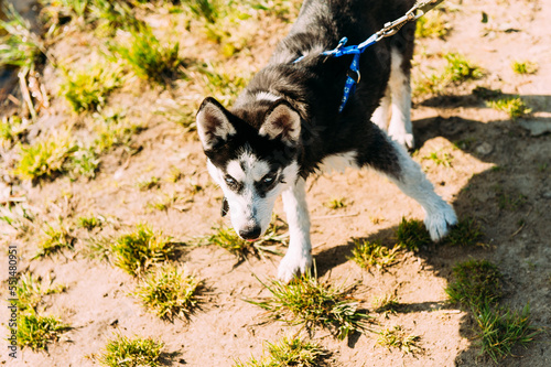 Cute siberian husky puppy dog play outdoors at sunny summer weather