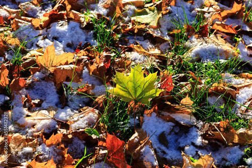 Fallen leaves covered in first snow