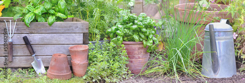 vegetables garden with fresh vegetables in basket and aromatic plants