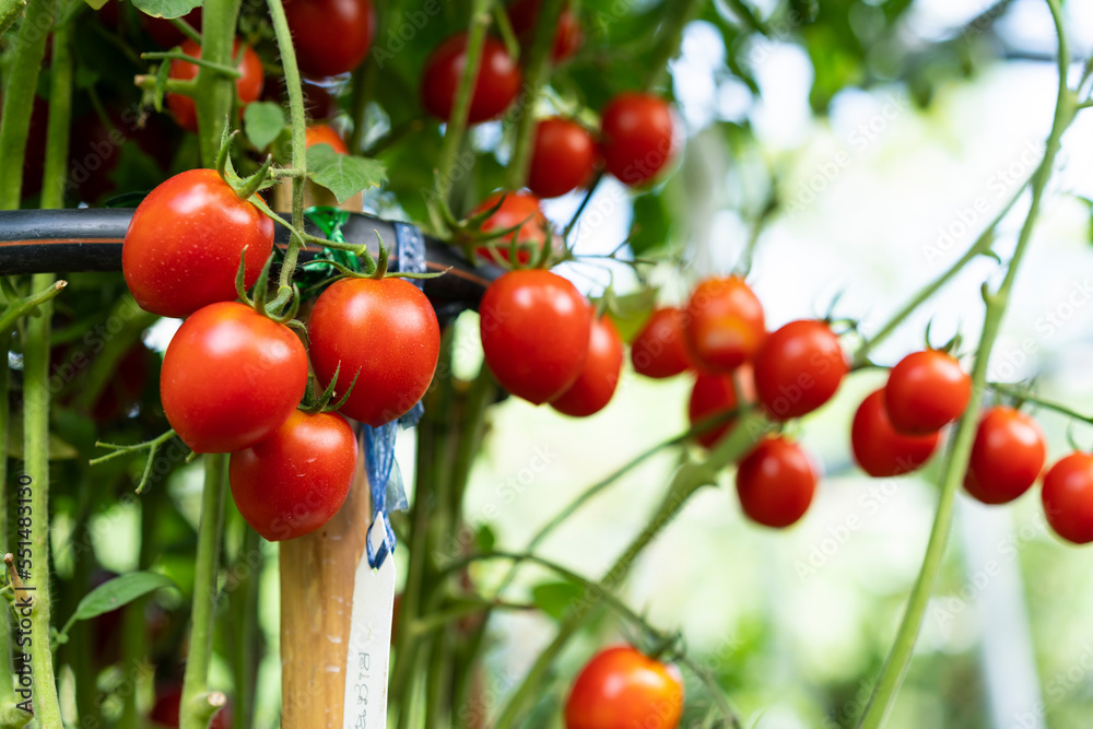 Ripe natural cherry red tomatoes. Ripe natural cherry red tomatoes.