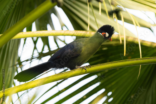 Close-up of a Hartlaub's turaco perching in a tree photo