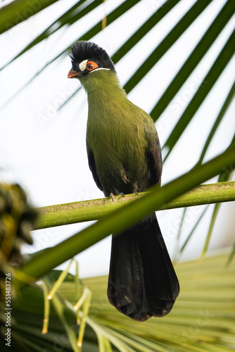 Close-up of a Hartlaub's turaco perching in a tree photo