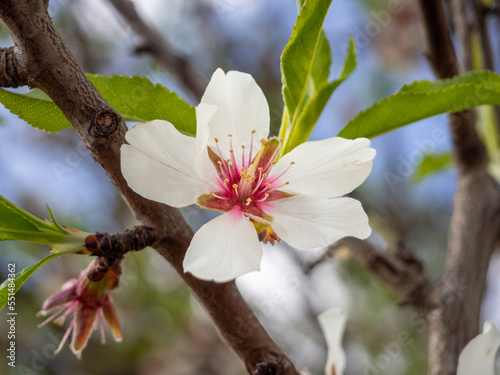 White almond blossom on branch of tree