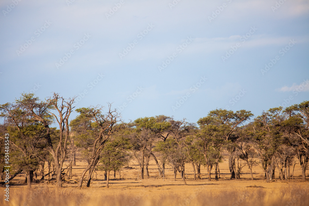 Kgalagadi Transfrontier Park landscapes in Southern Africa