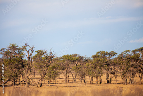 Kgalagadi Transfrontier Park landscapes in Southern Africa
