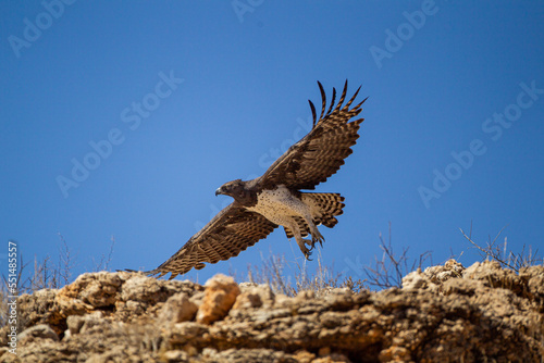 Martial Eagle on the rocks of the  Kalahari desert searching for prey, South Africa