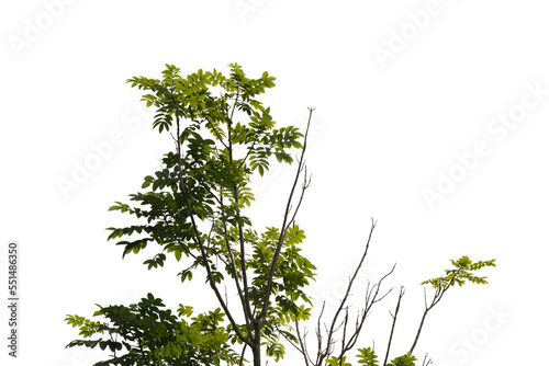 Green tree branch isolated on white background