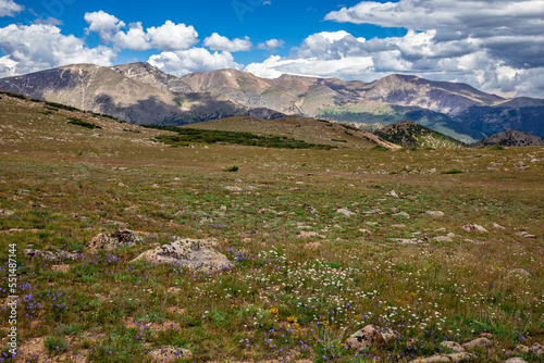 Ute Meadow Wildflower Expanse, Rocky Mountain National Park, Colorado
