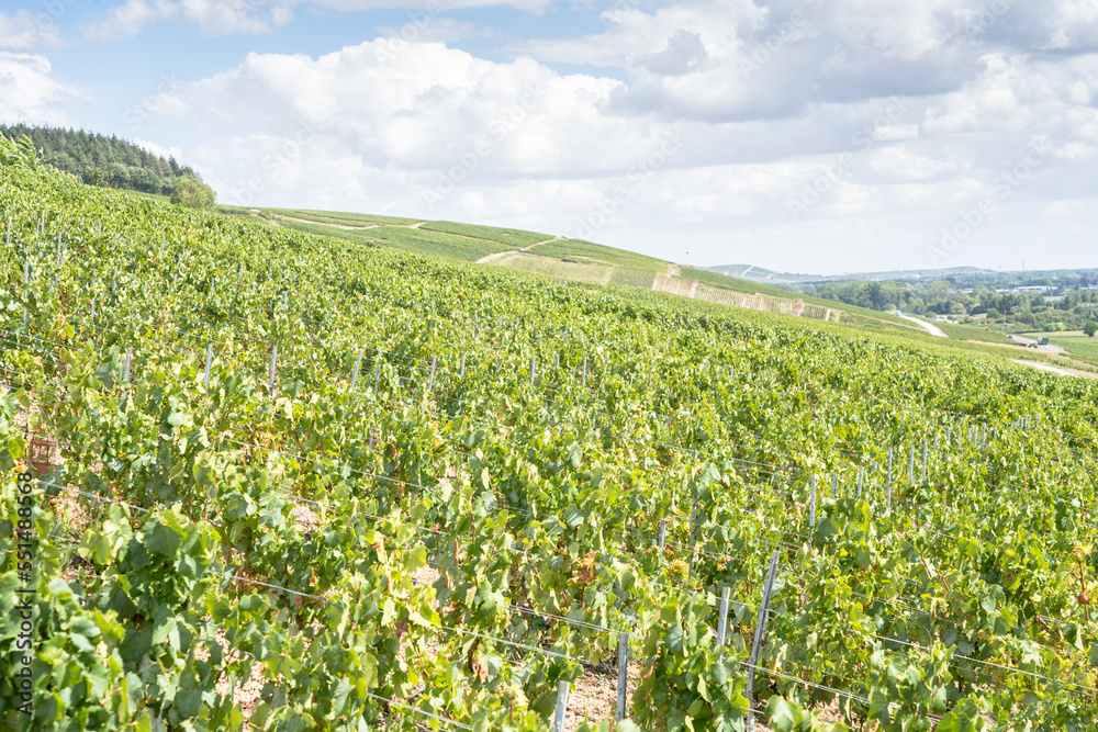 Champagne vineyards, France