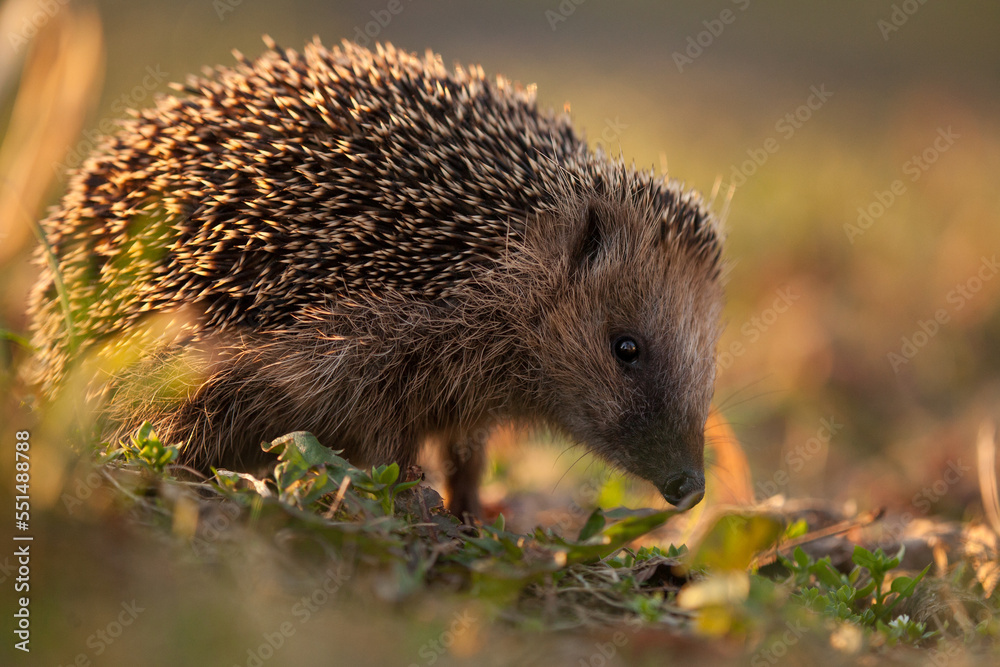 Fototapeta premium hedgehog in the grass