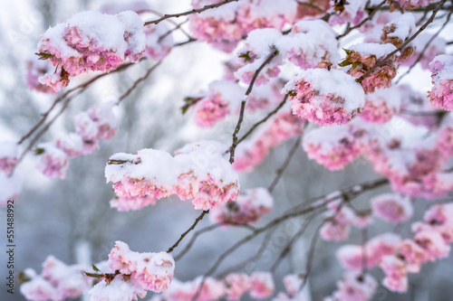 Cherry blossom  sakura  in snow