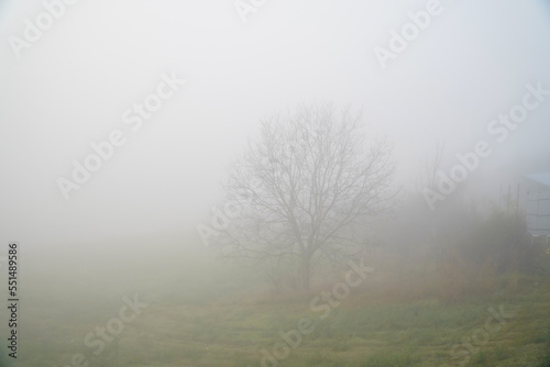the fog. fog in a dark forest.